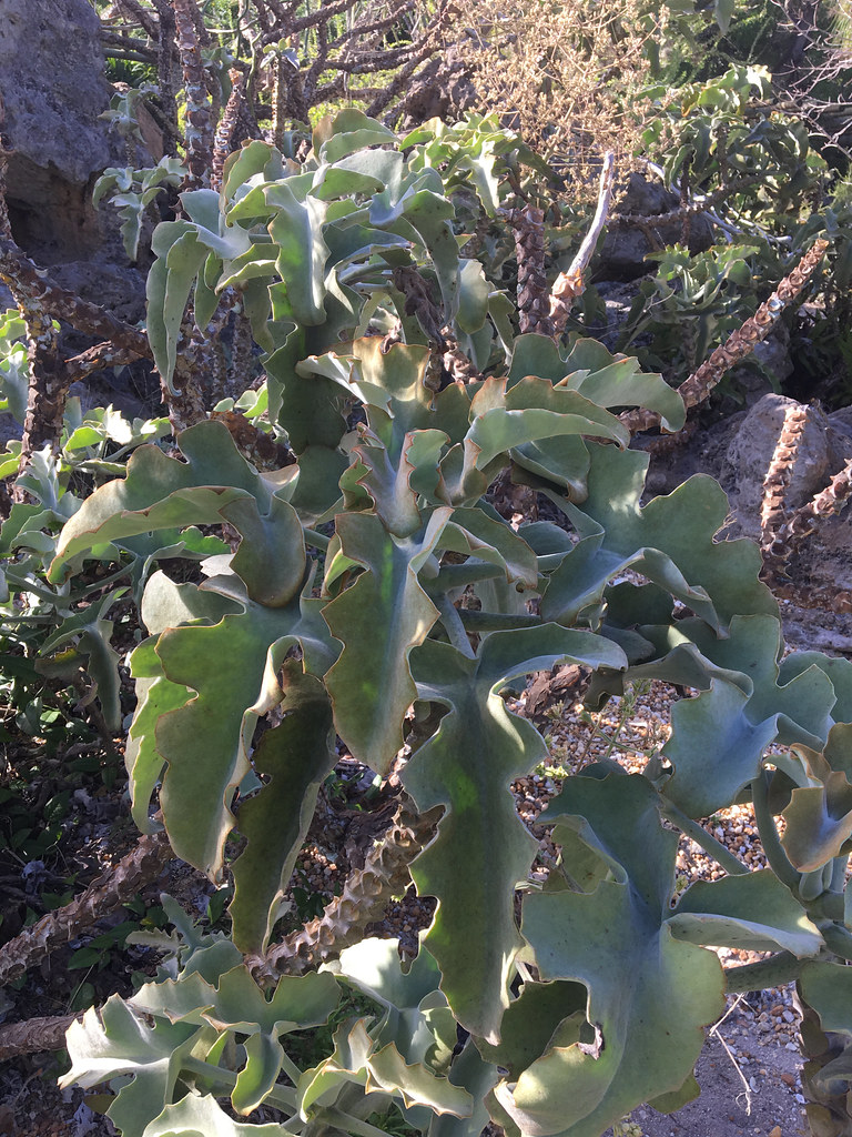 Foto van Kalanchoe