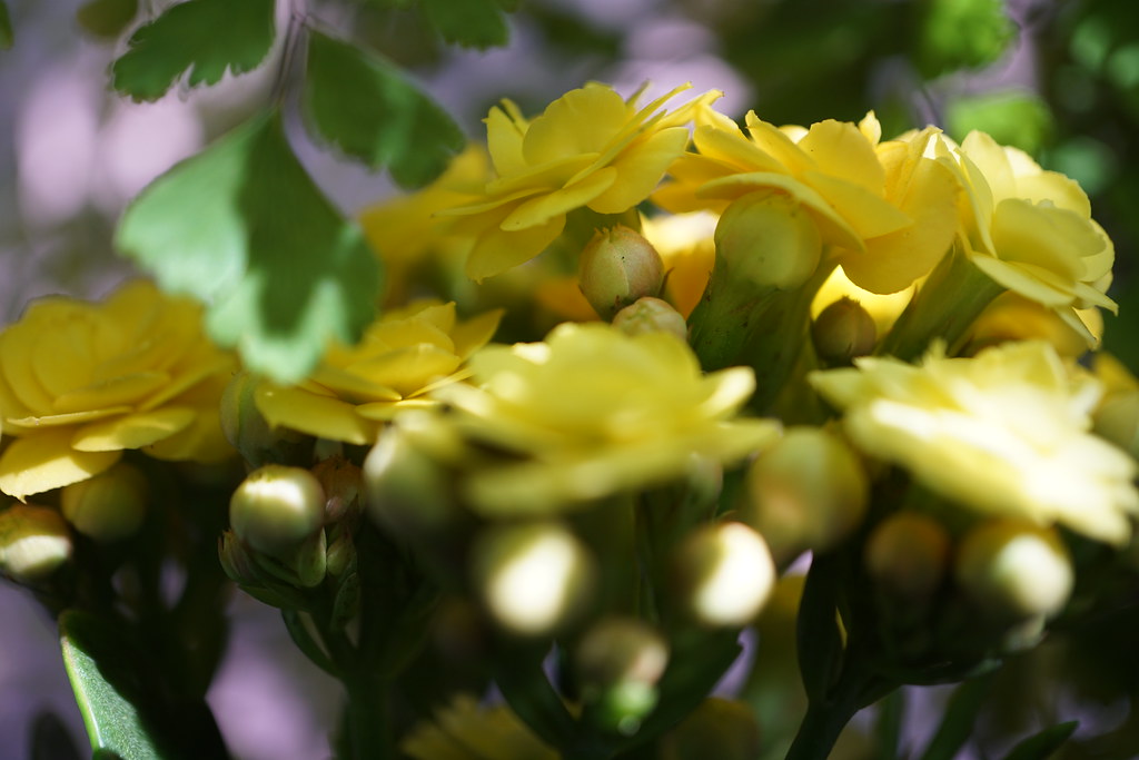 Foto van Kalanchoe