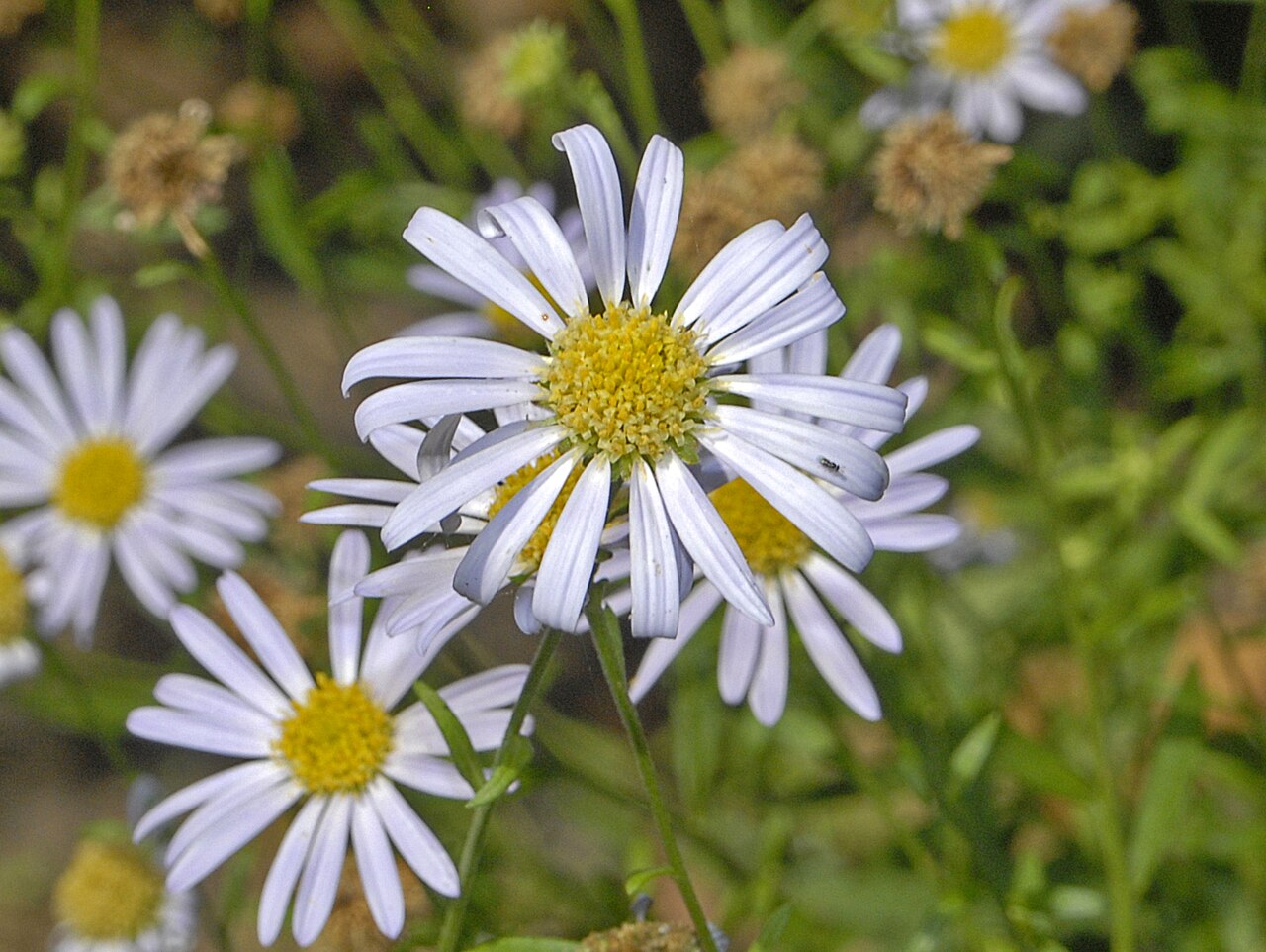 Foto van Zomeraster