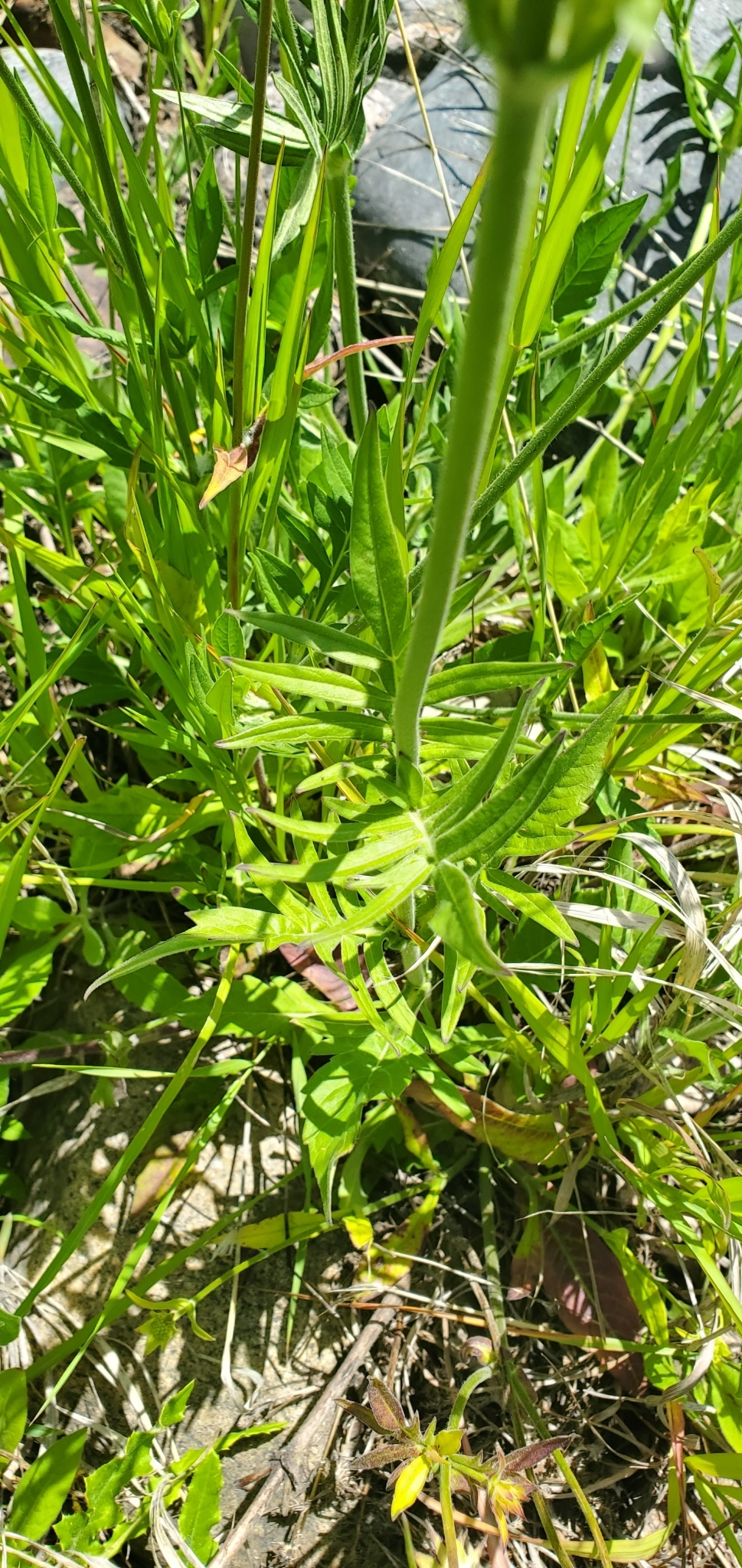 Foto van Macedonische knautia