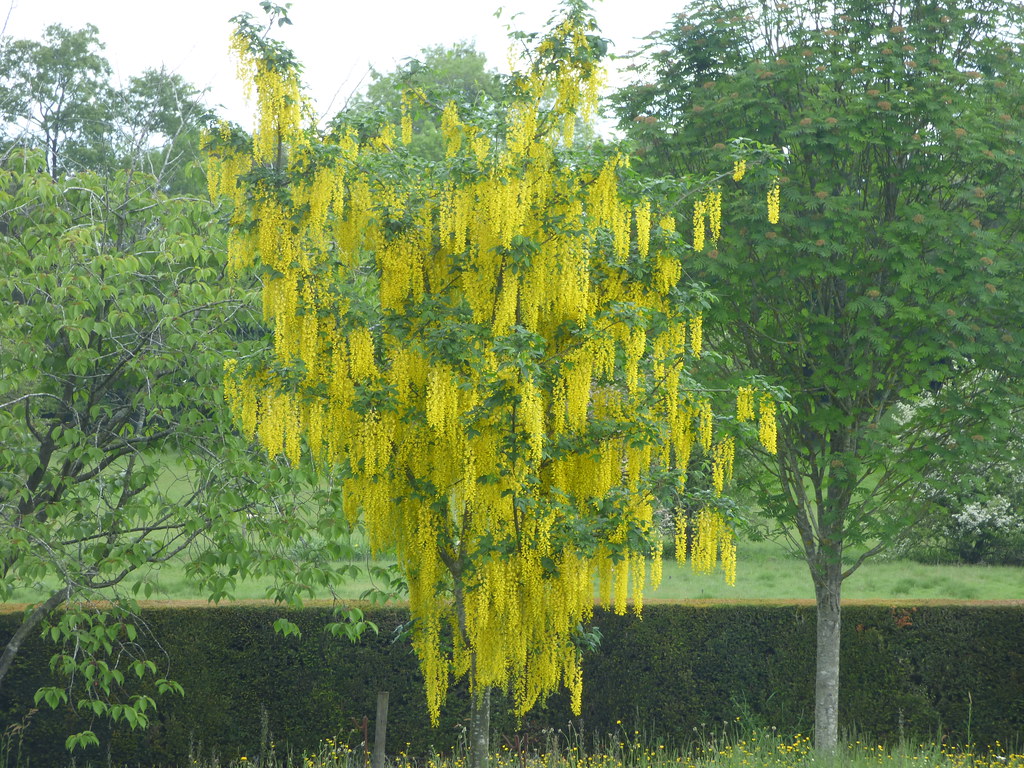 Foto van Goudenregen ‘onbeken’