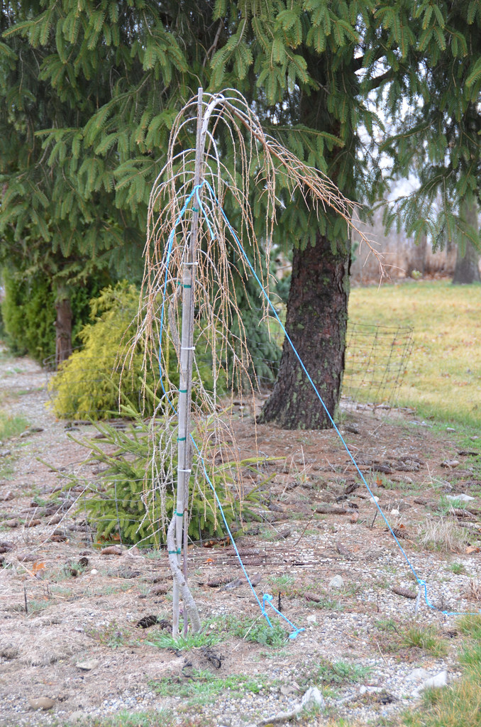 Foto van Europese larix