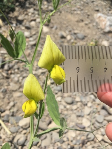 Foto van Groene lathyrus