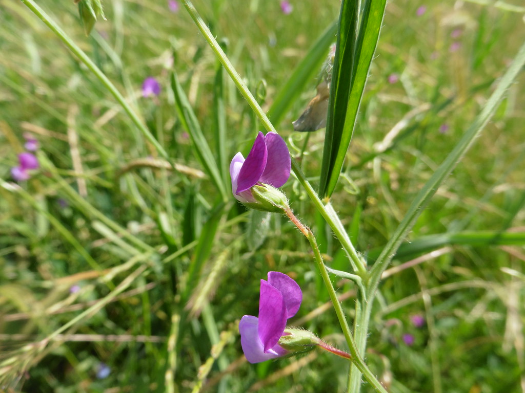 Foto van Ruige lathyrus