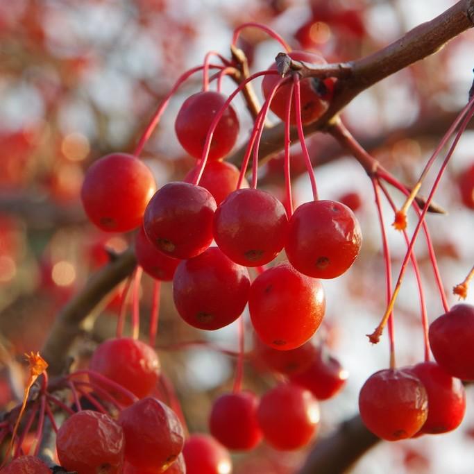 Foto van Appel ‘Sentinel’
