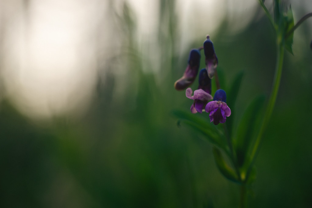 Foto van Knollathyrus