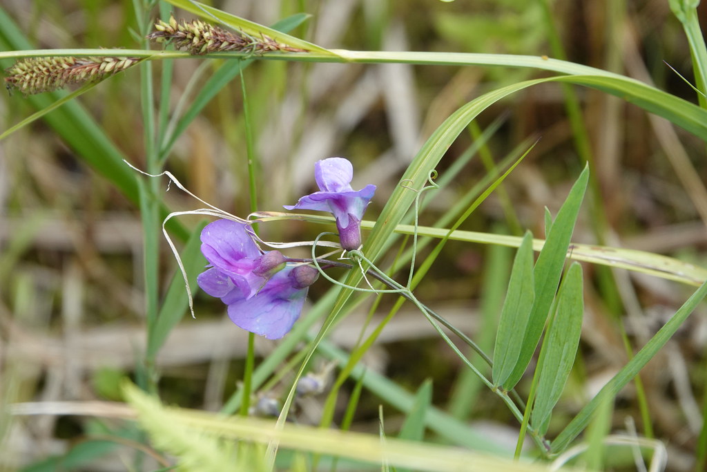 Foto van Moeraslathyrus