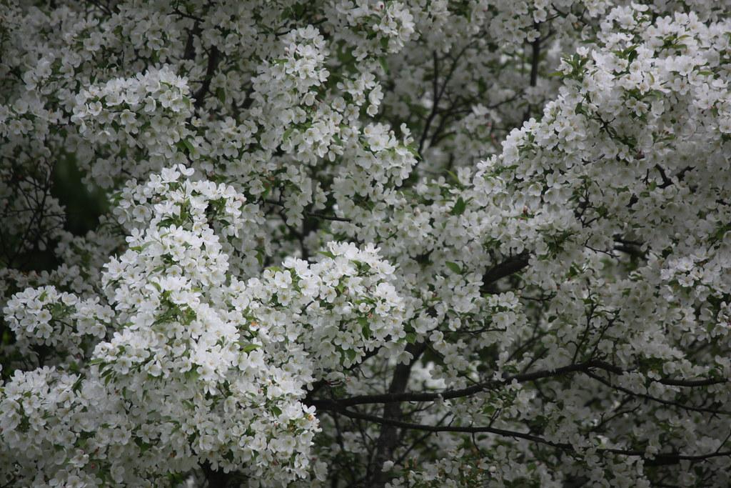 Foto van Appel ‘Snowdrift’