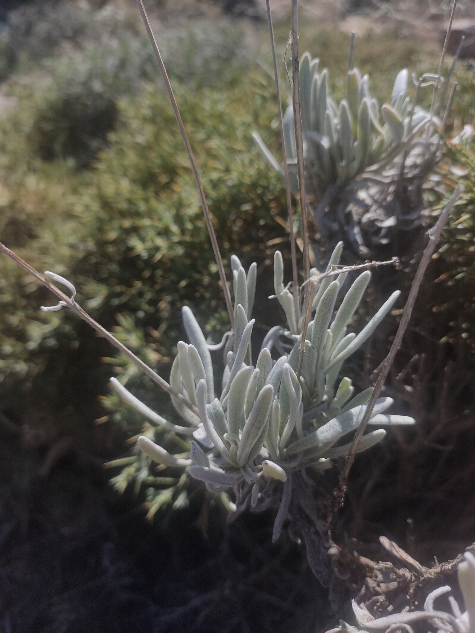 Foto van Wollige lavendel