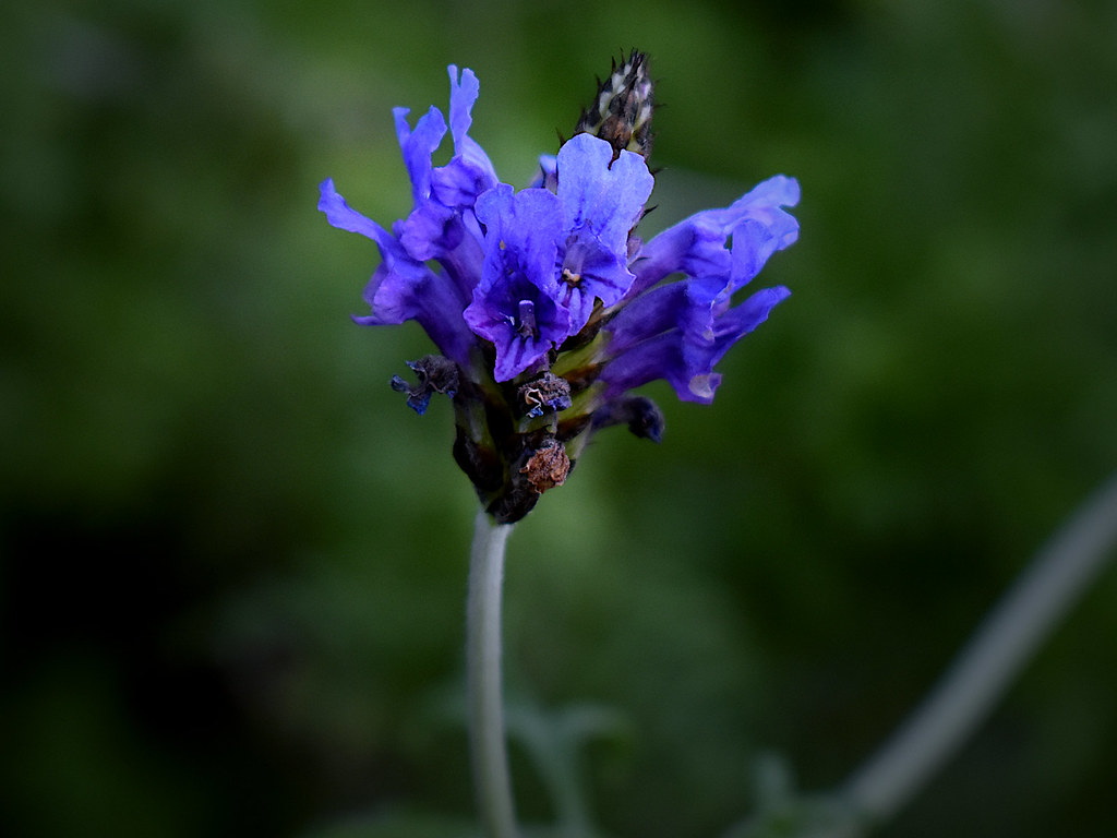 Foto van Veelspletige lavendel