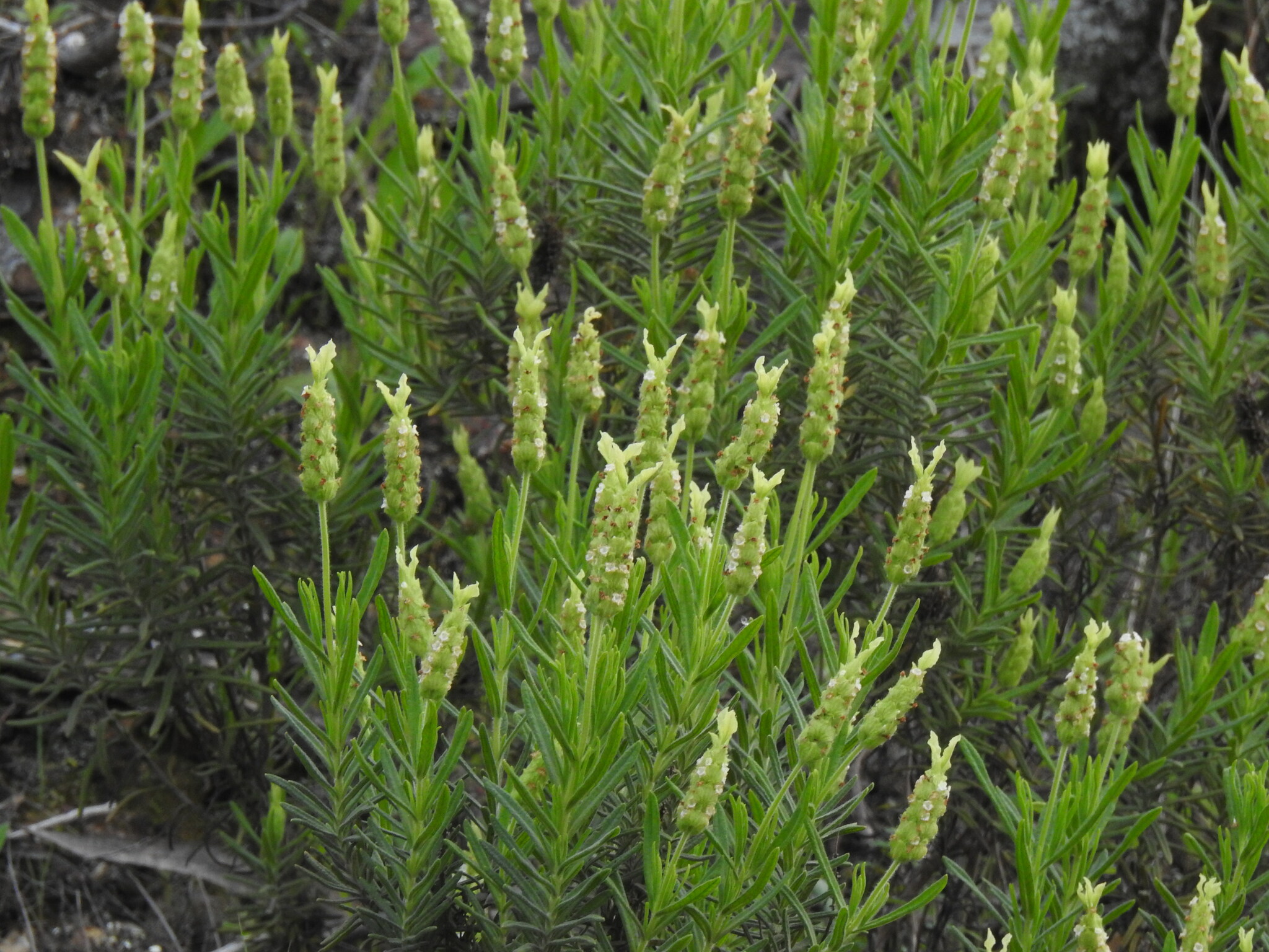 Foto van Groene lavendel