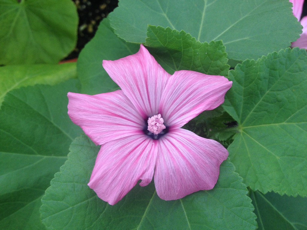 Foto van Grootbloemige lavatera