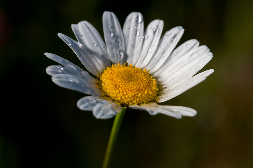 Foto van Reuzenmargriet
