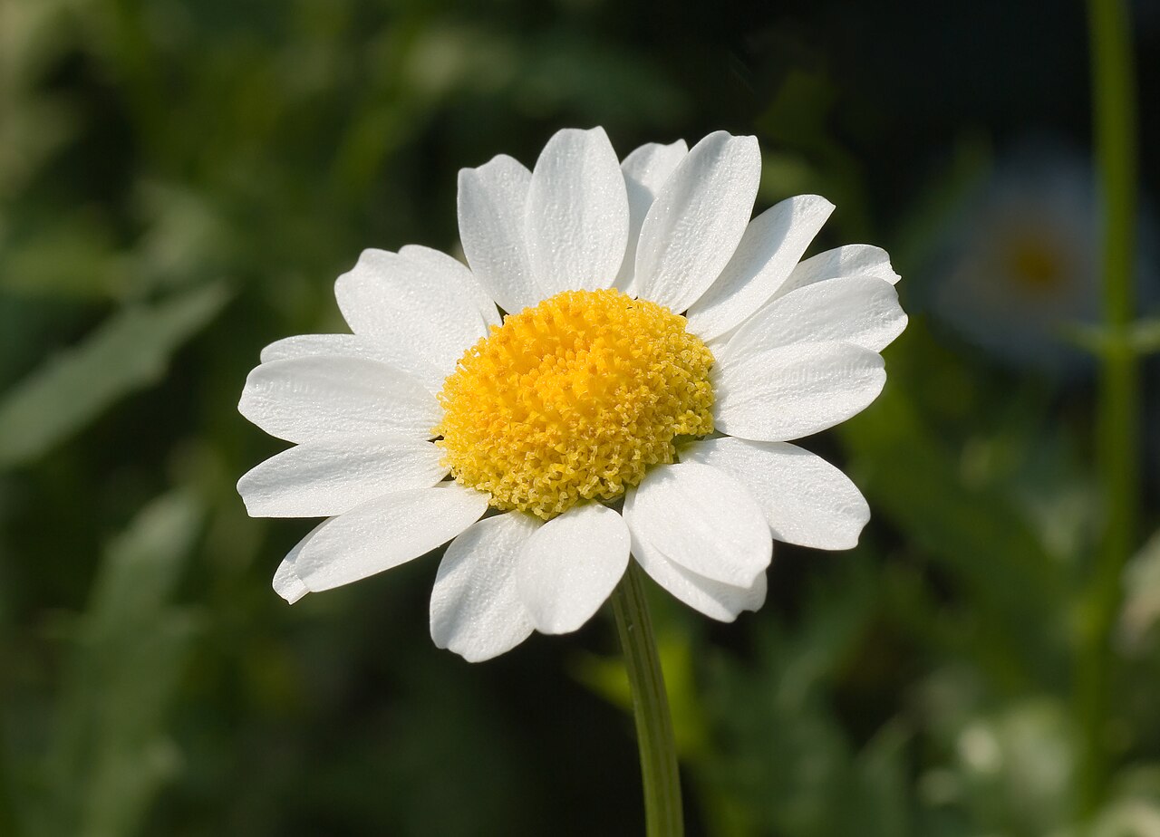 Foto van Kleine margriet