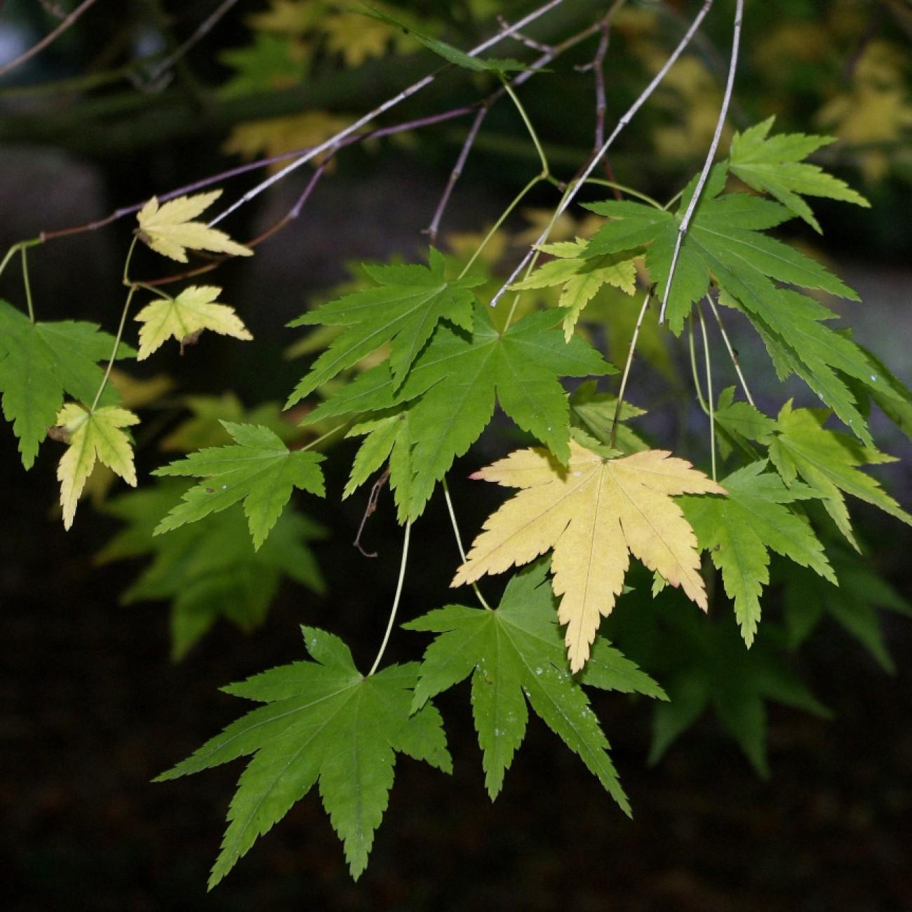 Foto van Japanse esdoorn ‘Arakawa’