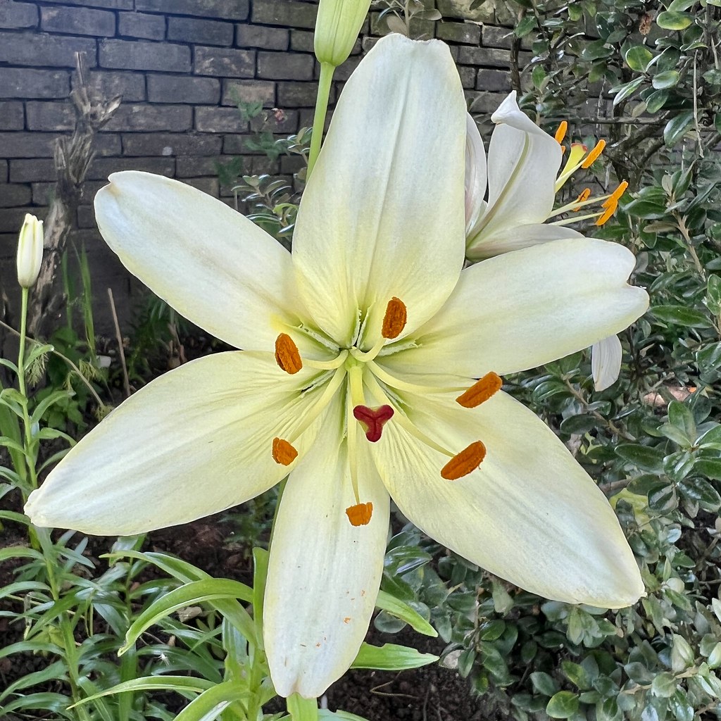 Foto van Madonnalelie