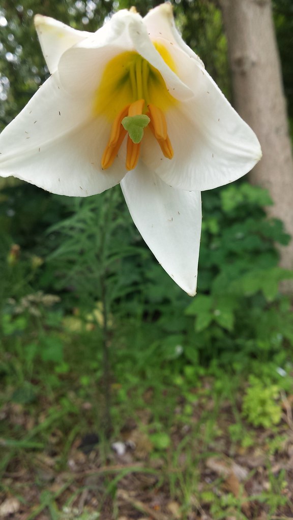 Foto van Koningslelie
