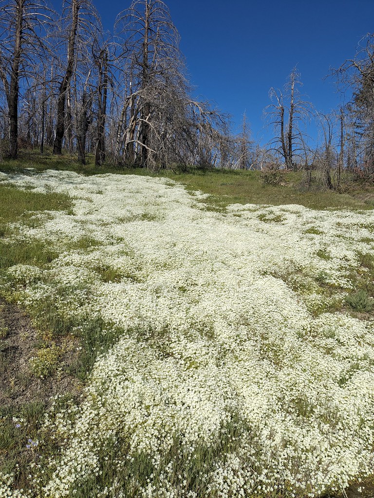 Foto van Donzige moerasbloem