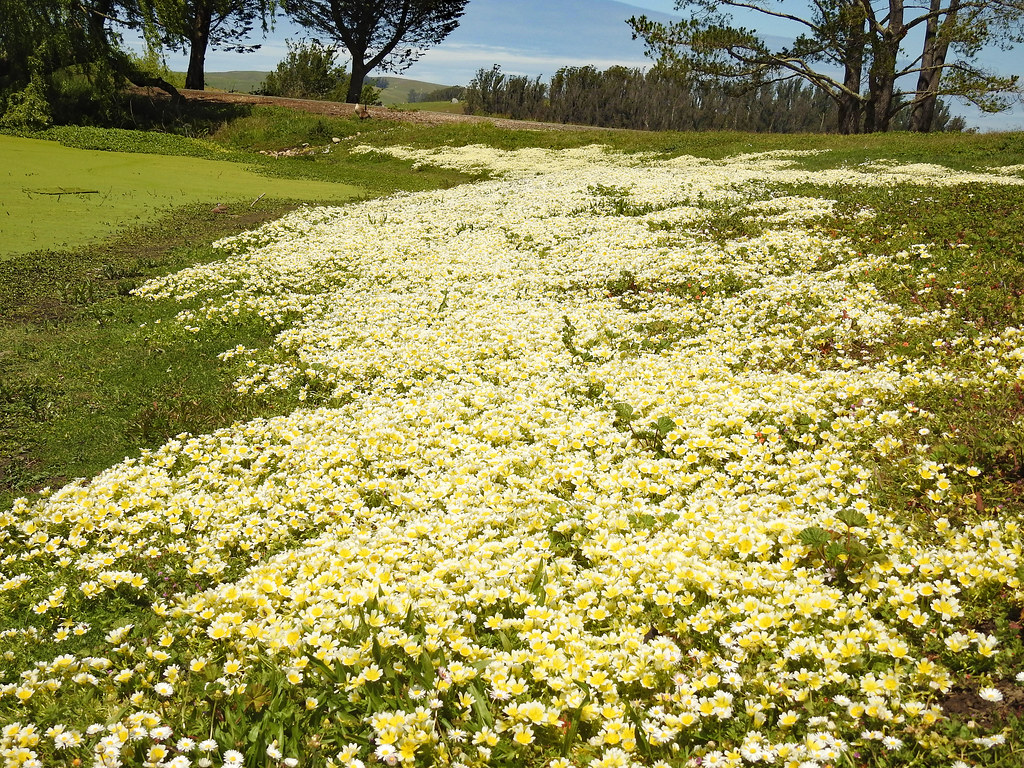 Foto van Geelwitte moerasbloem