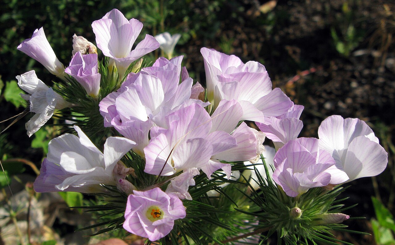 Foto van Bergphlox