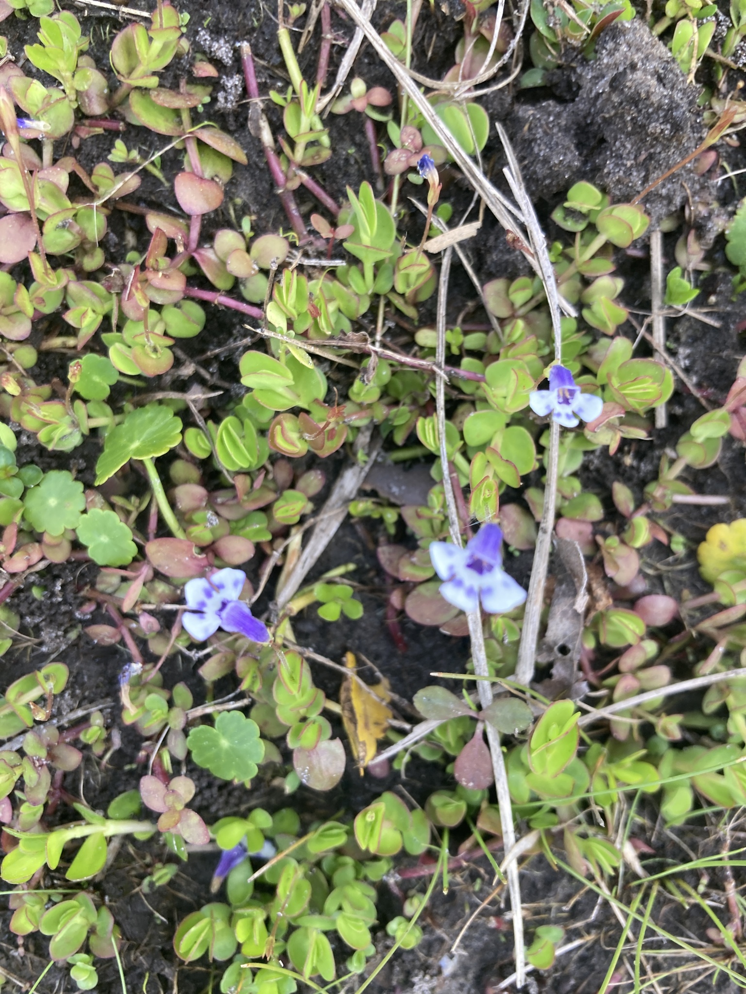 Foto van Valse pimpernel