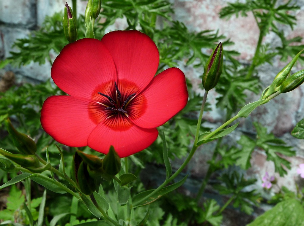 Foto van Rood vlas