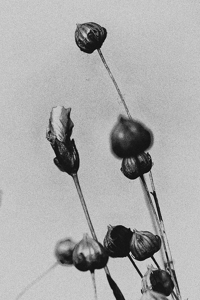 Foto van Vlas