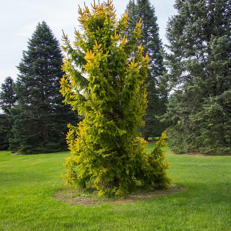 Foto van Gouden Noorse Spar ‘Aurea’