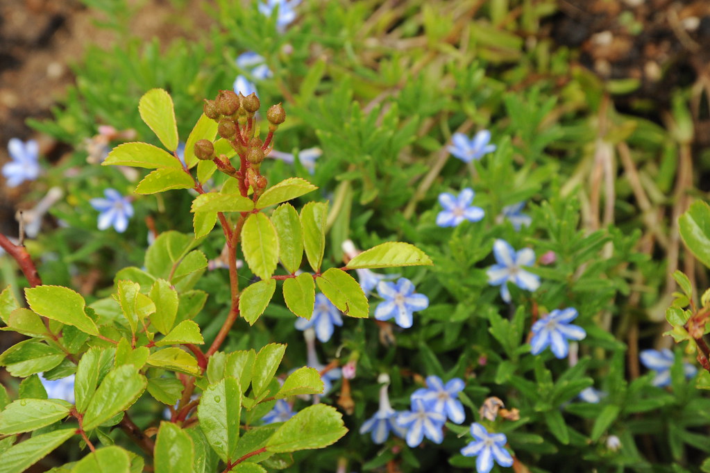 Foto van Steenzaad ‘Heavenly Blue’
