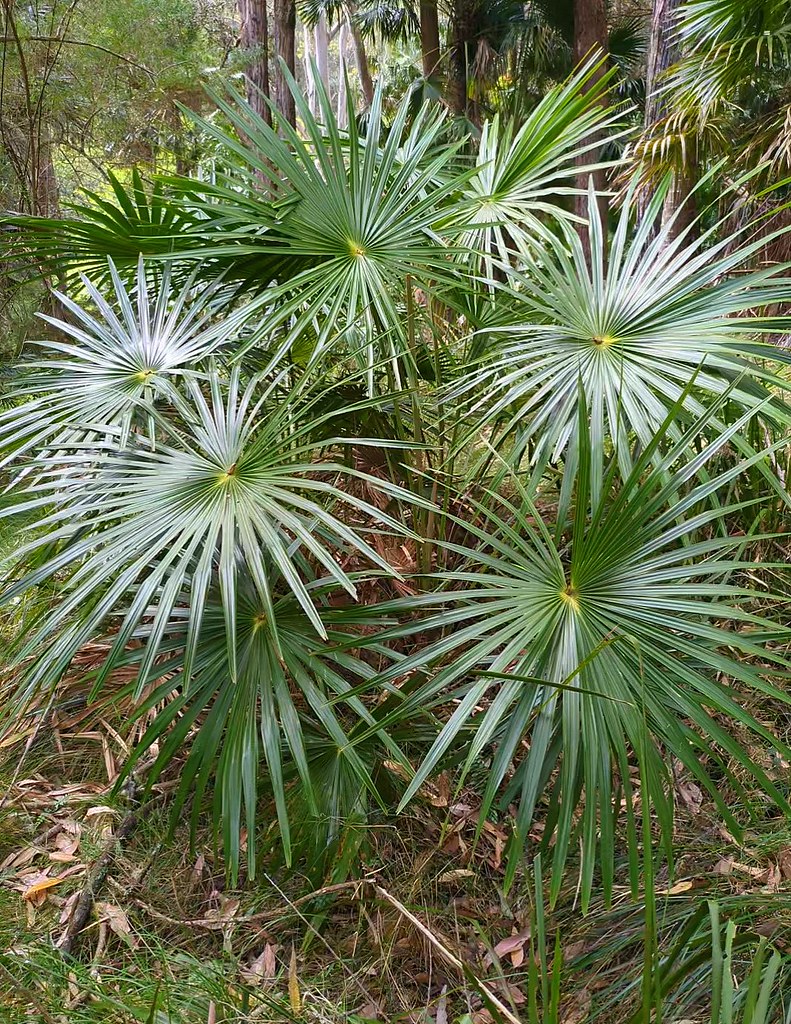 Foto van Parasolpalm
