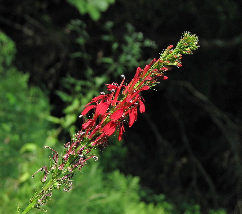 Foto van Scharlaken lobelia
