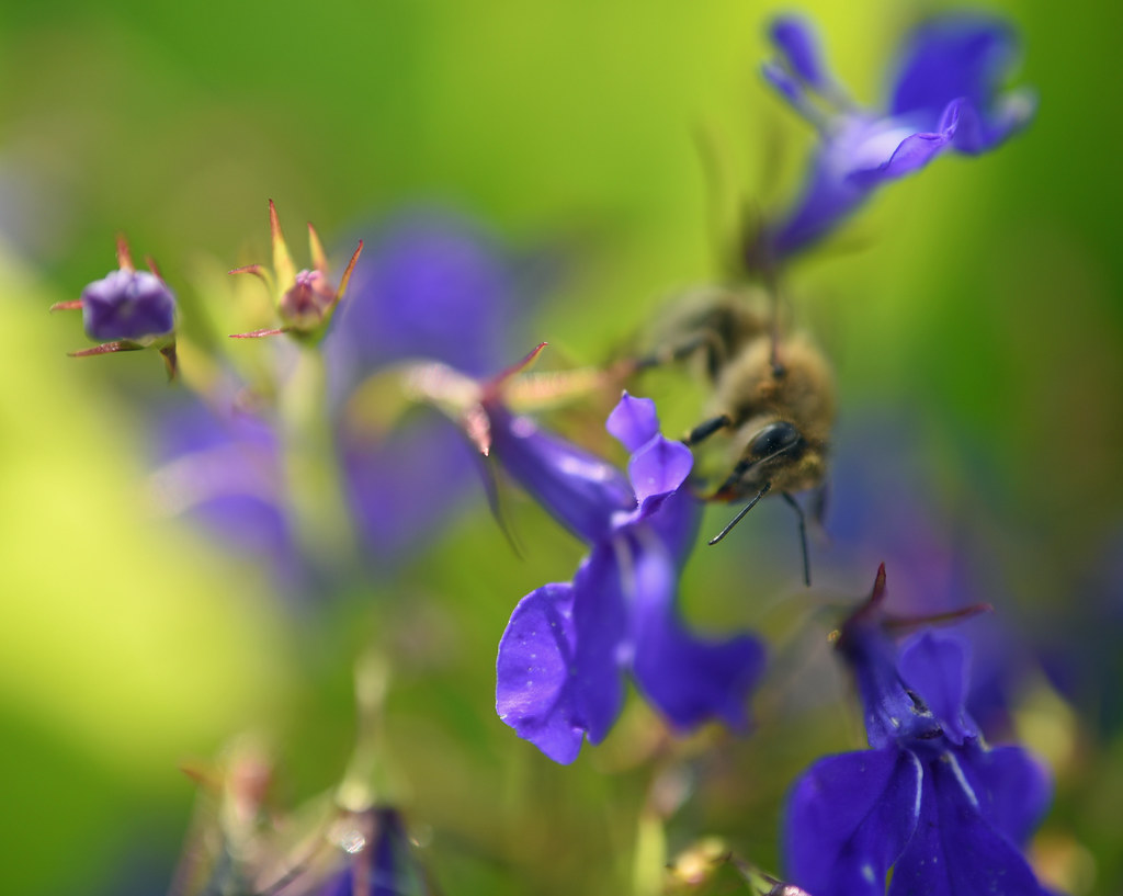 Foto van Tuinlobelia
