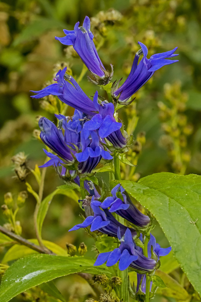 Foto van Virginische lobelia
