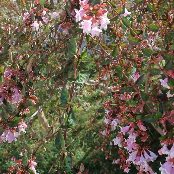 Foto van Abelia