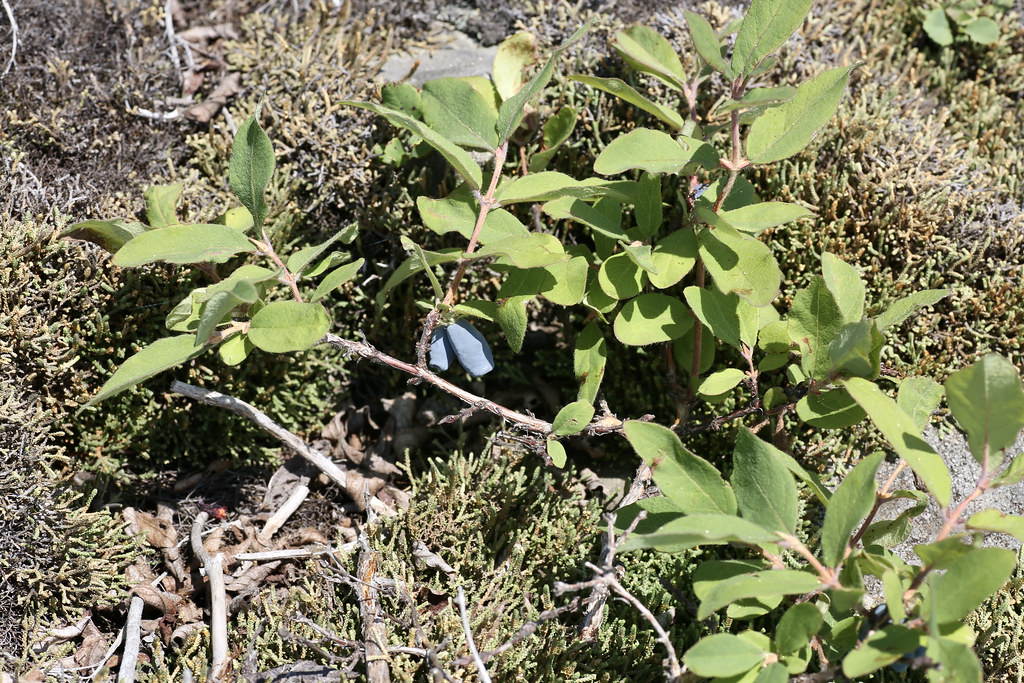 Foto van Blauwe honingbes