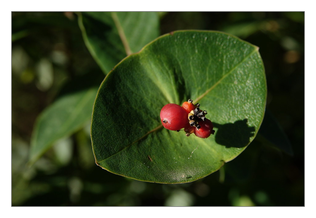 Foto van Tuinkamperfoelie