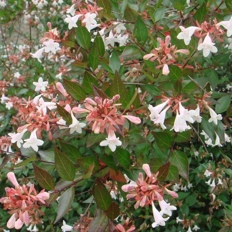 Foto van Grootbloemige abelia