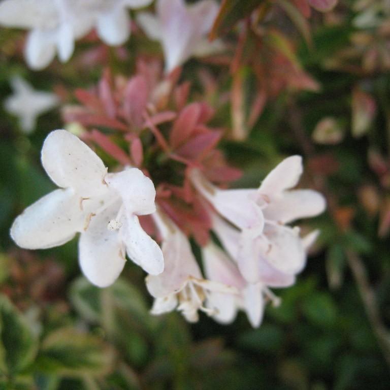 Foto van Glanzende Abelia 'Kaleidoscope' ‘Kaleidoscope 'Kaleidoscope’
