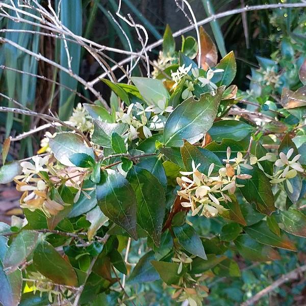 Foto van Glanzende abelia ‘MINDUO1' SUNNY ANNIVERSARY’