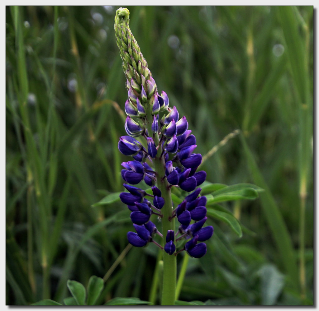 Foto van Blauwe lupine