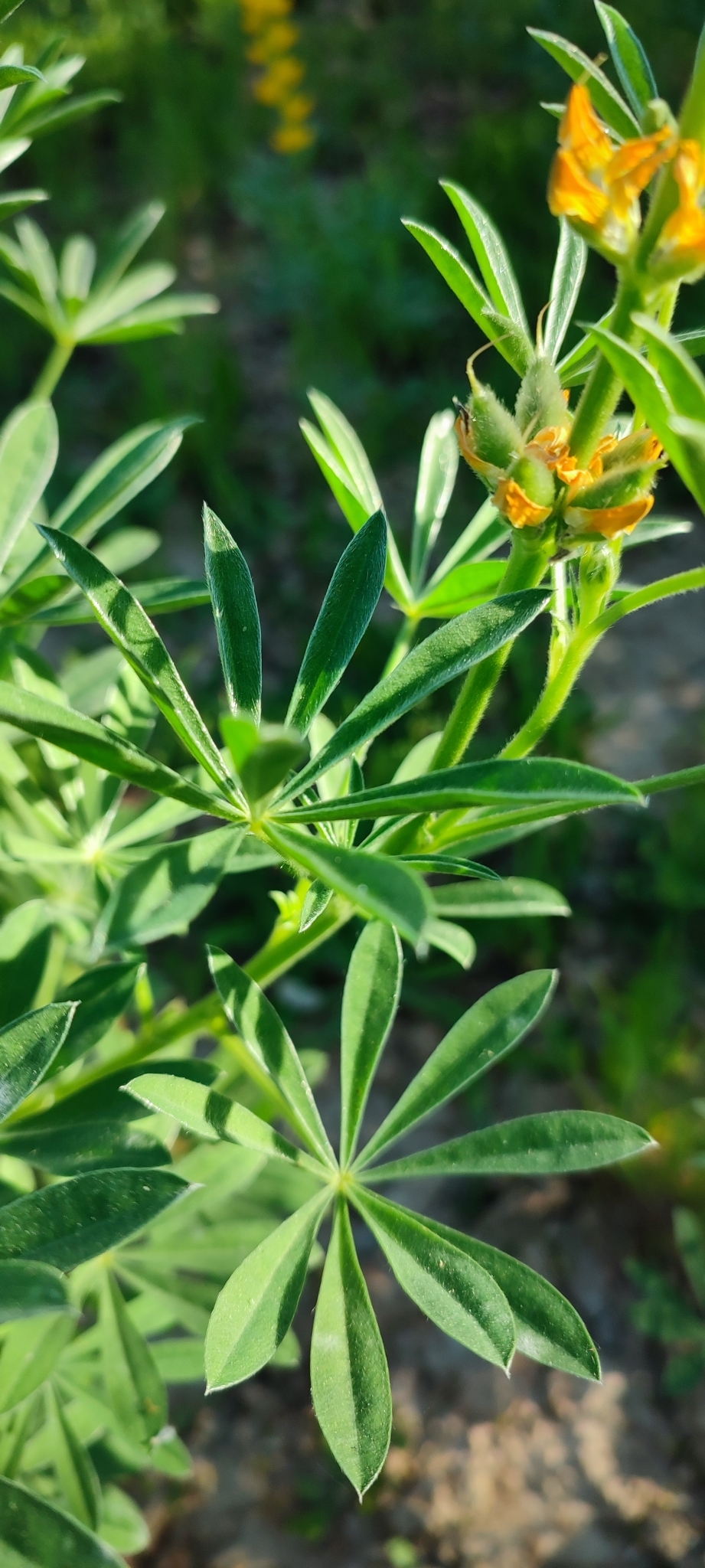 Foto van Gele lupine