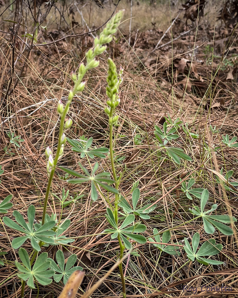 Foto van Wilde lupine