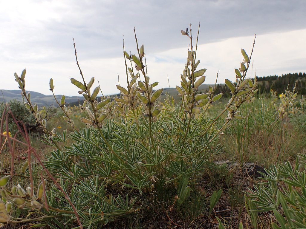 Foto van Vaste lupine