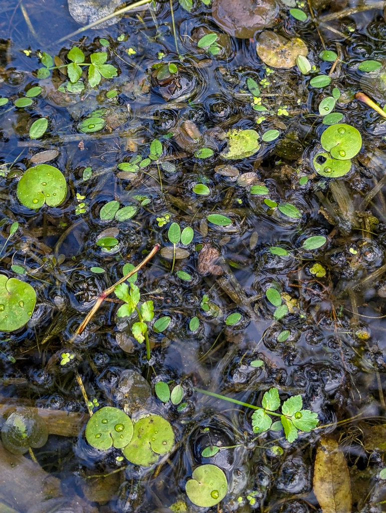Foto van Drijvende waterweegbree