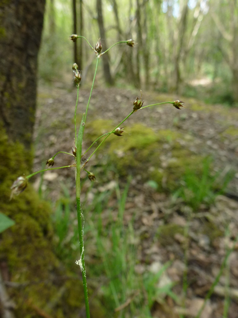 Foto van Ruige veldbies