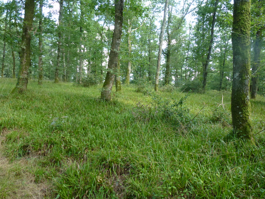 Foto van Grote veldbies