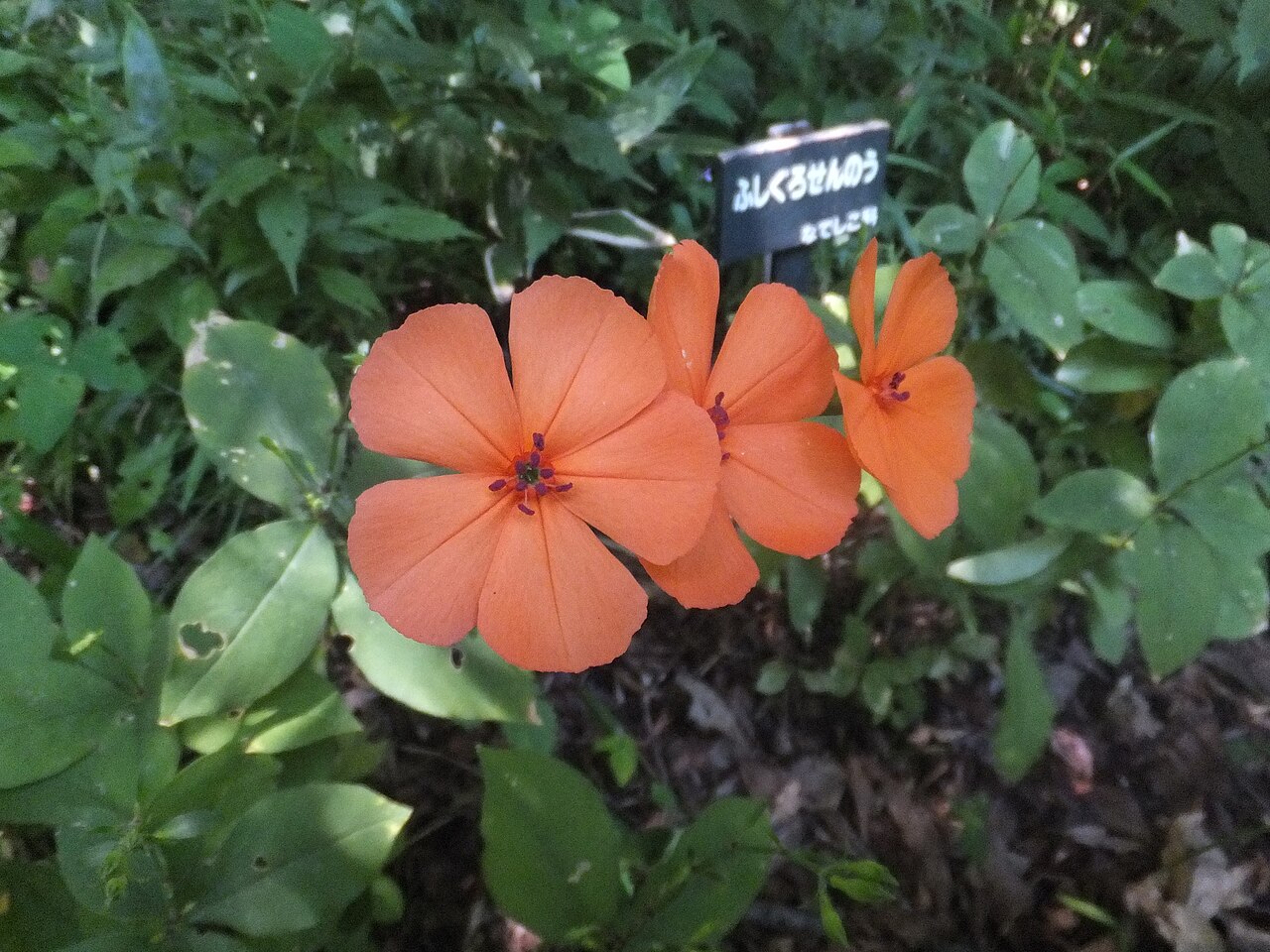 Foto van Michaels koekoeksbloem