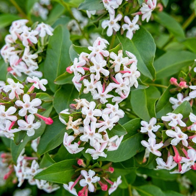 Foto van Glanzende Abelia ‘Sherwoodii’