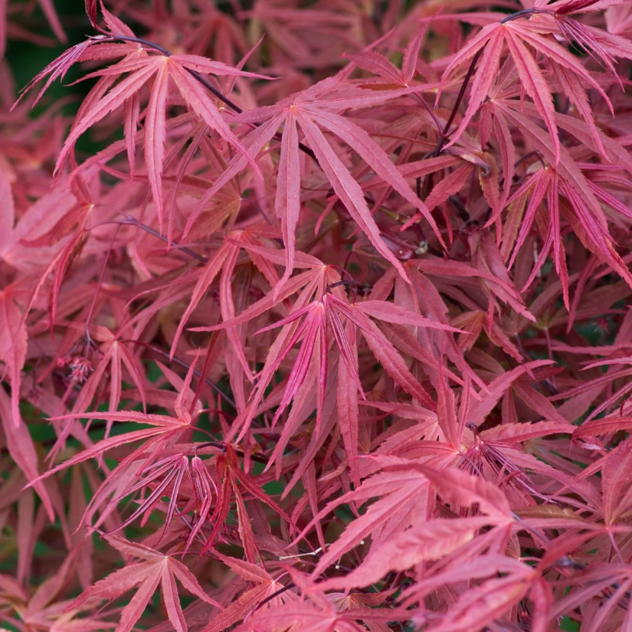 Foto van Japanse esdoorn ‘Atrolineare’
