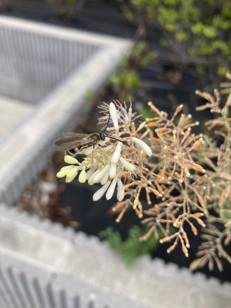 Foto van Pluimpapaver